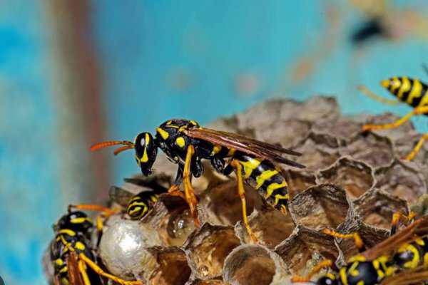 Paper wasps on a nest, a stinging pest requiring professional wasp nest removal