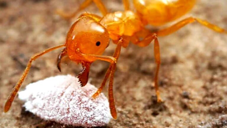 Macro shot of a yellow citronella ant feeding on honeydew from a mealybug