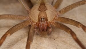 Brown recluse spider close up showing six eyes, useful in wolf spider vs brown recluse identification
