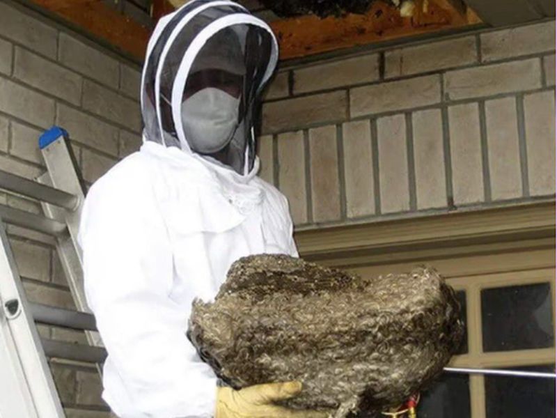 Hornet Removal in Bayport, NY