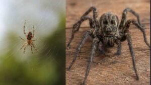 House Spider vs Wolf Spider comparison showing a small house spider on its web beside a large hairy wolf spider on wood