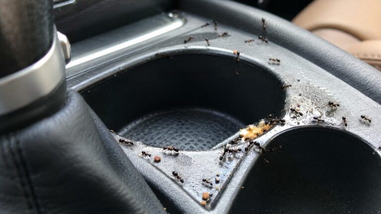 How to get rid of sugar ants in car cup holder and center console