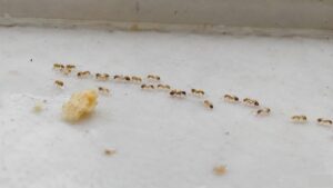 Are pharaoh ants dangerous — trail of tiny pharaoh ants near food crumbs on a kitchen surface