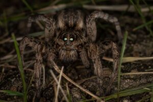 Close-up of a wolf spider at night showing two large reflective central eyes and hairy body on natural ground