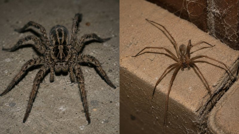 Wolf spider vs brown recluse side by side comparison showing size and body differences