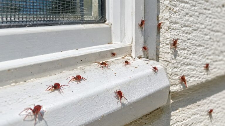 Are tiny red spiders dangerous — clover mites crawling on a sunny window sill and exterior wall