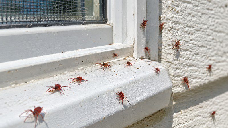 Are tiny red spiders dangerous — clover mites crawling on a sunny window sill and exterior wall