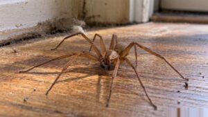 Brown recluse spider crawling on a wooden floor inside a Texas home near the baseboard