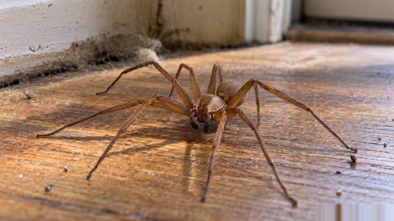 Brown recluse spider crawling on a wooden floor inside a Texas home near the baseboard