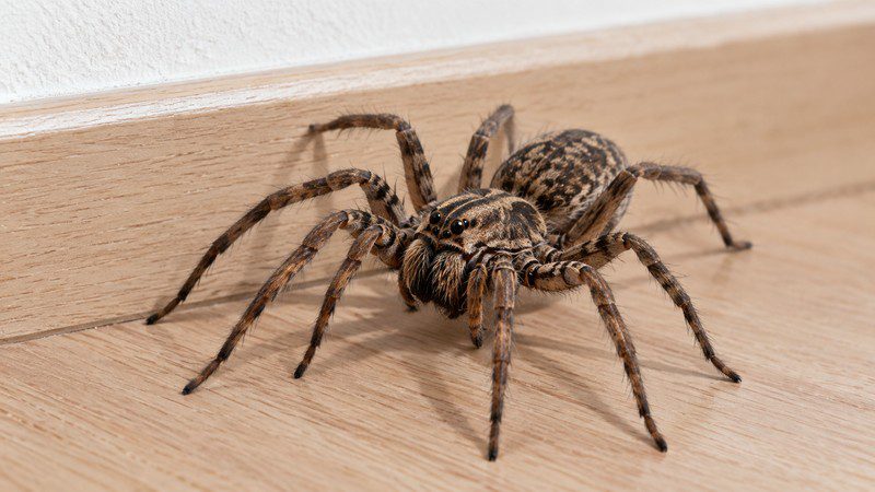 Large brown wolf spider crawling along an indoor baseboard, showing that spiders do come out in summer and wander inside homes