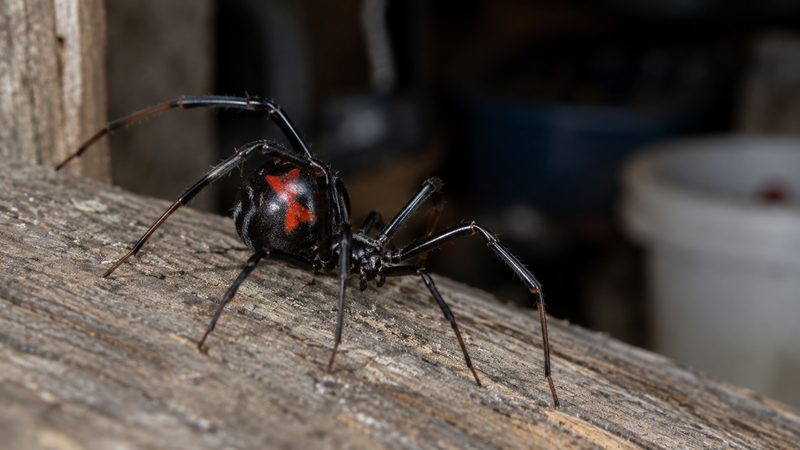 Black widow spider with red marking on abdomen resting on weathered wood inside a Texas garage