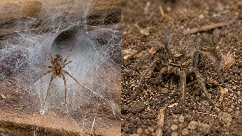 Hobo spider vs wolf spider comparison showing a hobo spider on a funnel web beside a wolf spider on bare soil
