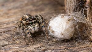 Female jumping spider guarding an egg sac with hatching spiderlings — how long do jumping spiders live