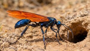 A tarantula hawk wasp near a burrow, one of the predators explaining what animals eat spiders