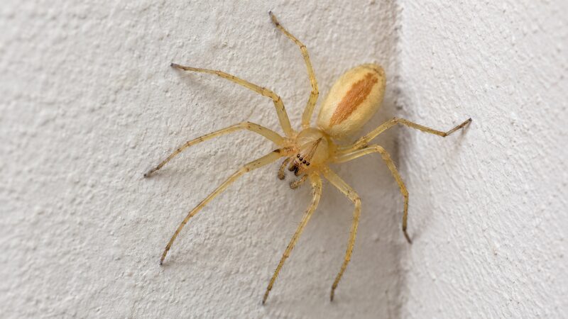 What does a yellow sac spider bite look like — pale yellow sac spider crawling on an indoor white wall