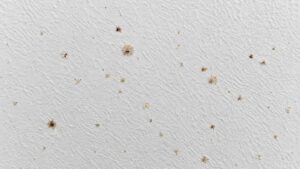 Close-up of cream and light brown spider droppings on a white wall showing what spider poop looks like — do spiders poop