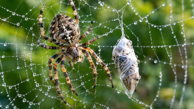 Garden orb-weaver spider on a dew-covered web beside a dead insect wrapped in silk