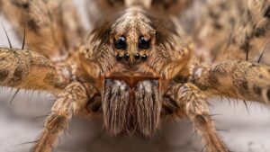Close-up of a wolf spider's face showing its eight-eye arrangement with two large forward-facing headlight eyes