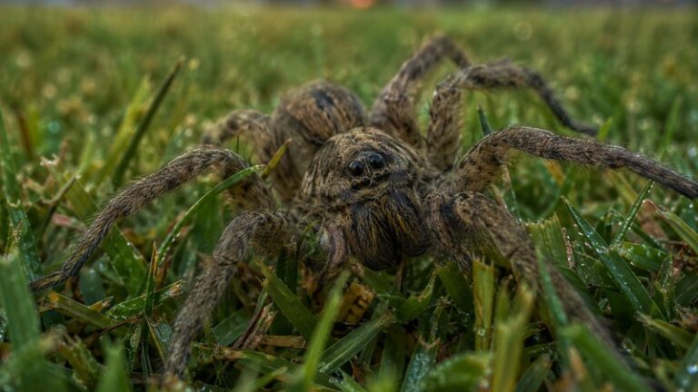 Wolf spider Texas resting on dewy green lawn grass at sunset