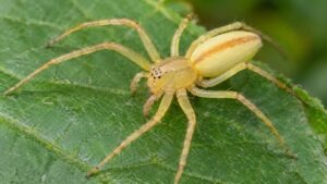 Yellow sac spider physical characteristics showing pale yellow body, orange-brown abdomen stripe, and long thin legs on a green leaf