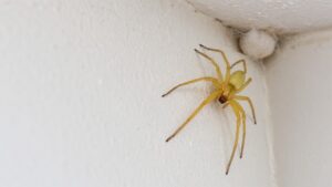 How to get rid of yellow sac spiders: a pale yellow spider beside its silk sac in a ceiling corner