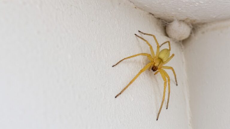 How to get rid of yellow sac spiders: a pale yellow spider beside its silk sac in a ceiling corner