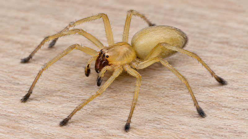 Close-up of a yellow sac spider showing its pale yellow body, dark brown jaws and dark leg tips